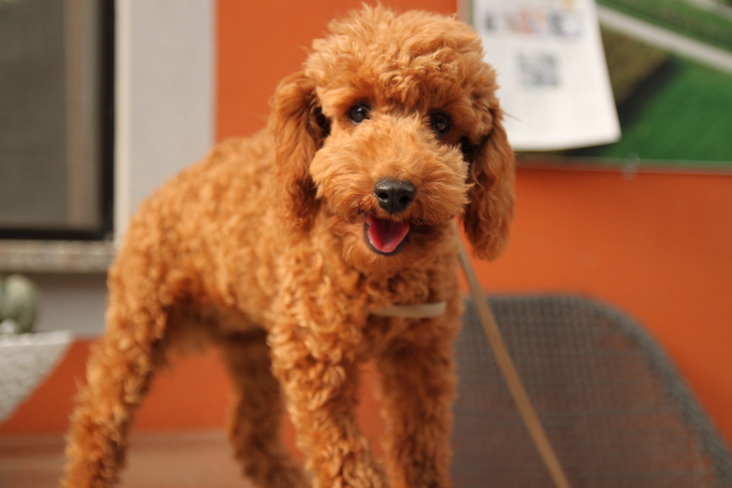 Poodle standing and looking around