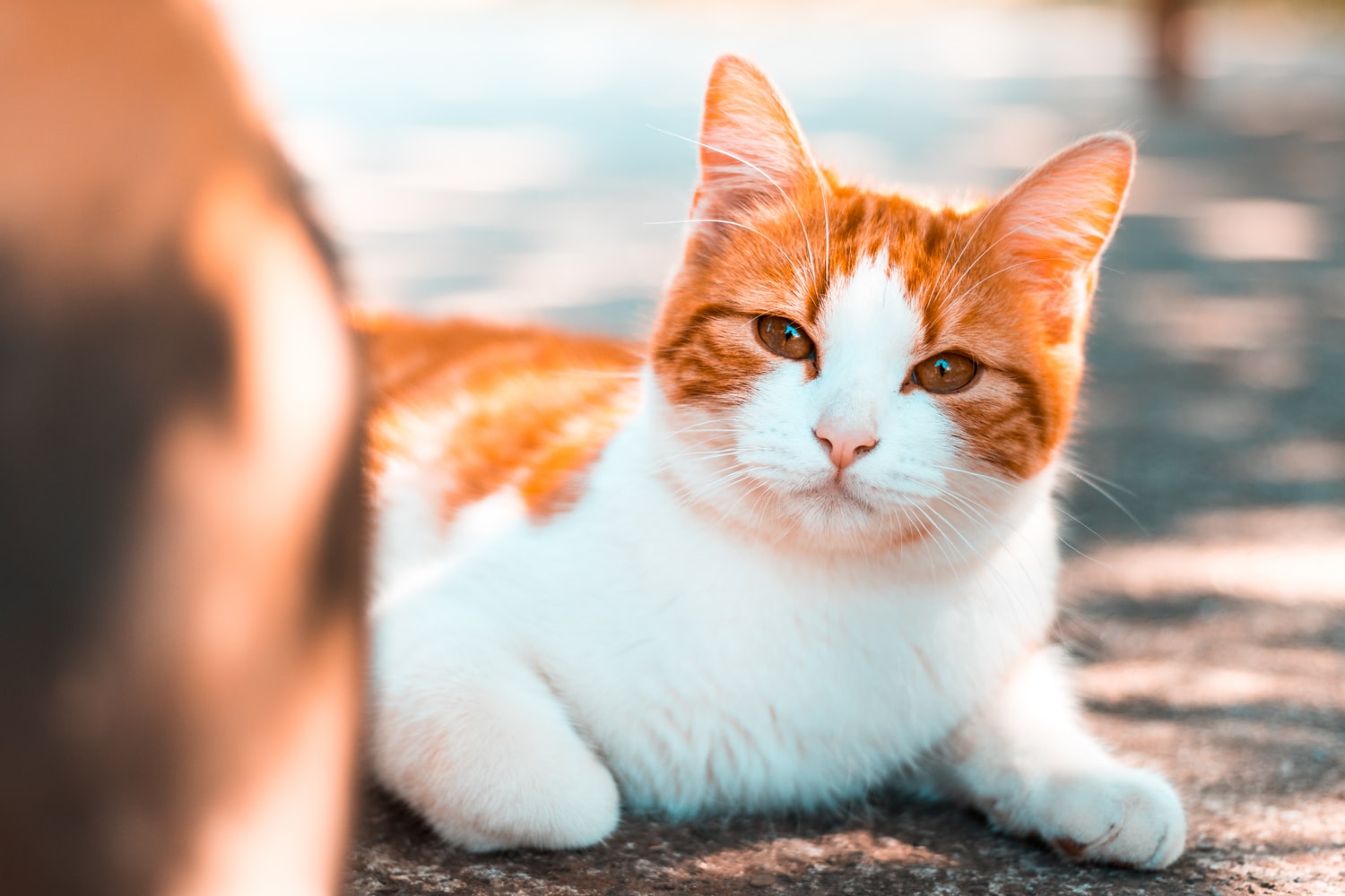 Yellow and white furred cats