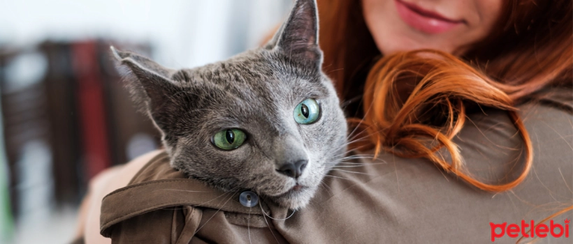 The Basics of Cat Care at Home: Daily Needs of Cats