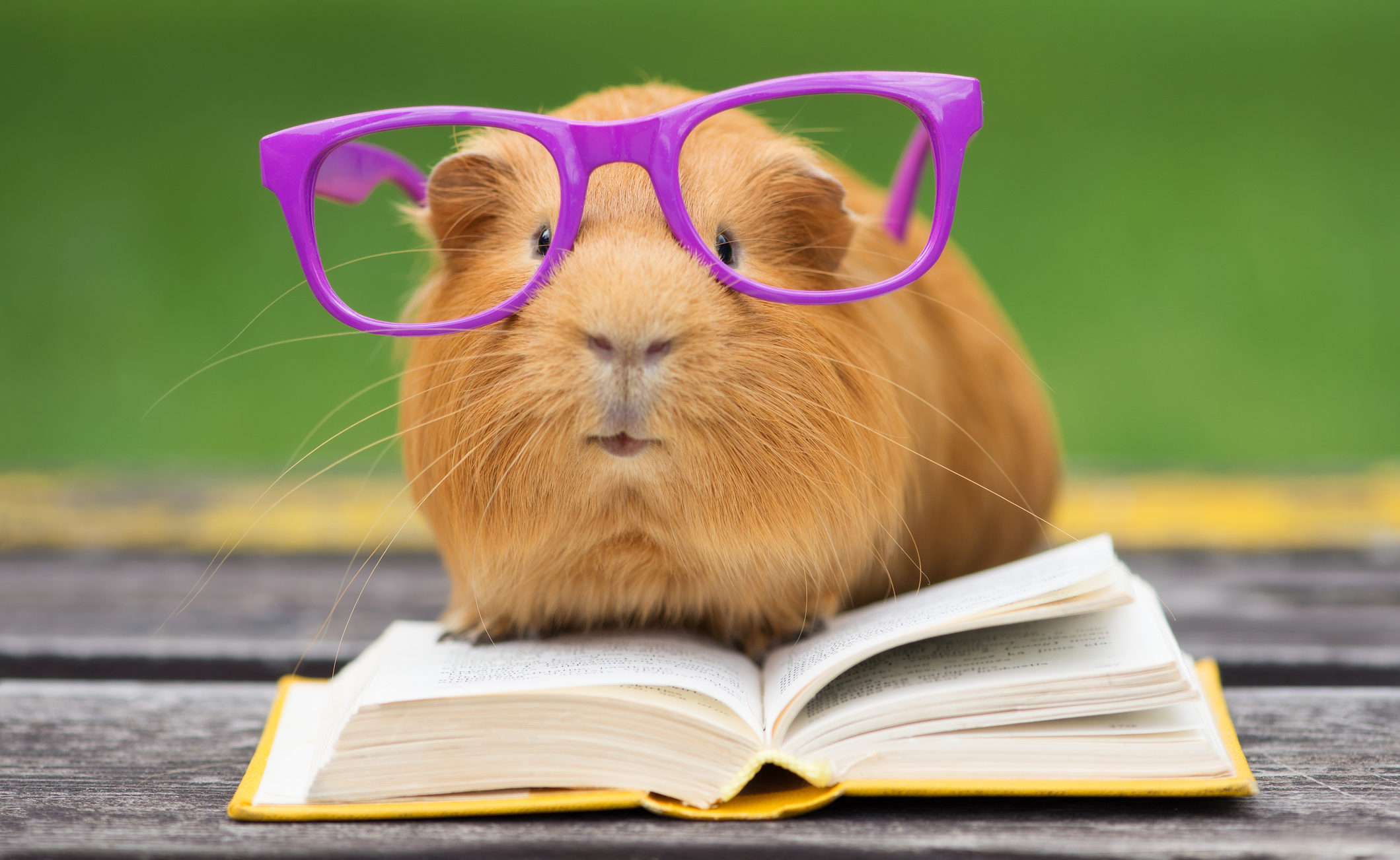 Guinea pig with reading glasses
