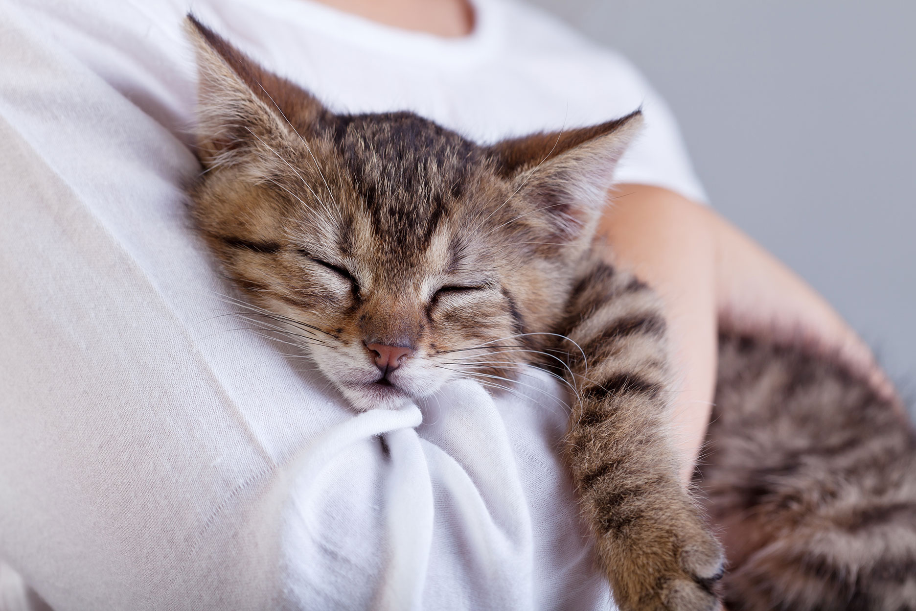 kucakta uyuyan yavru tekir kedi
