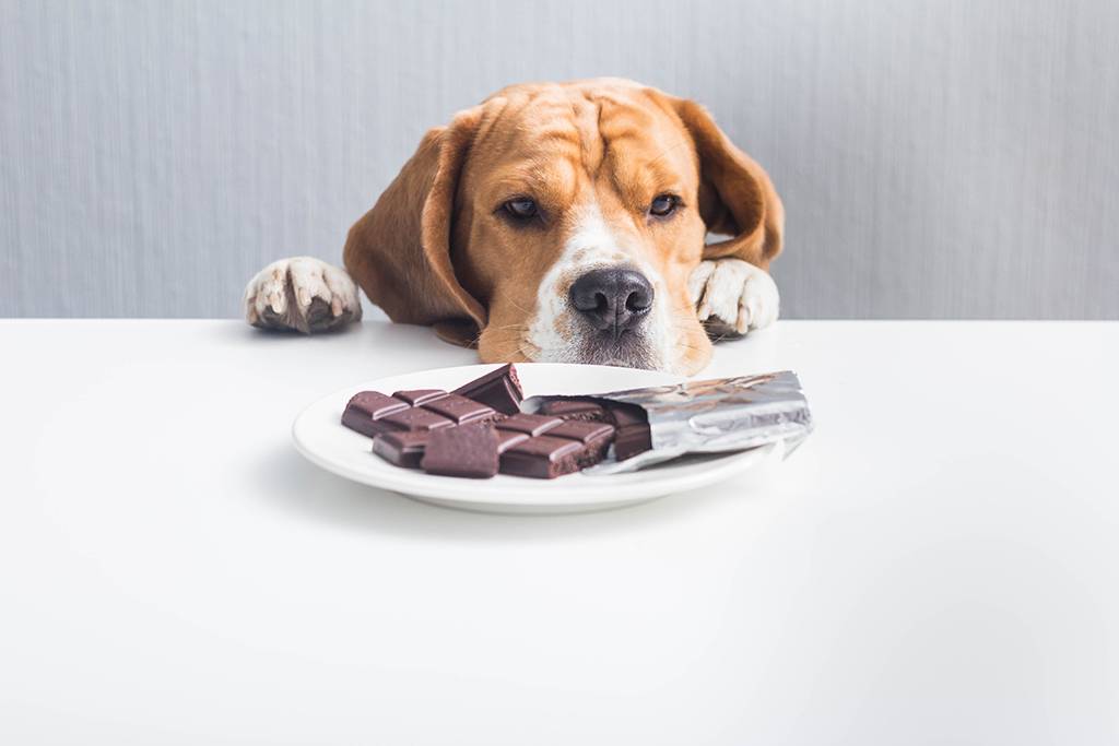 Dog looking at a plate of chocolate on the table