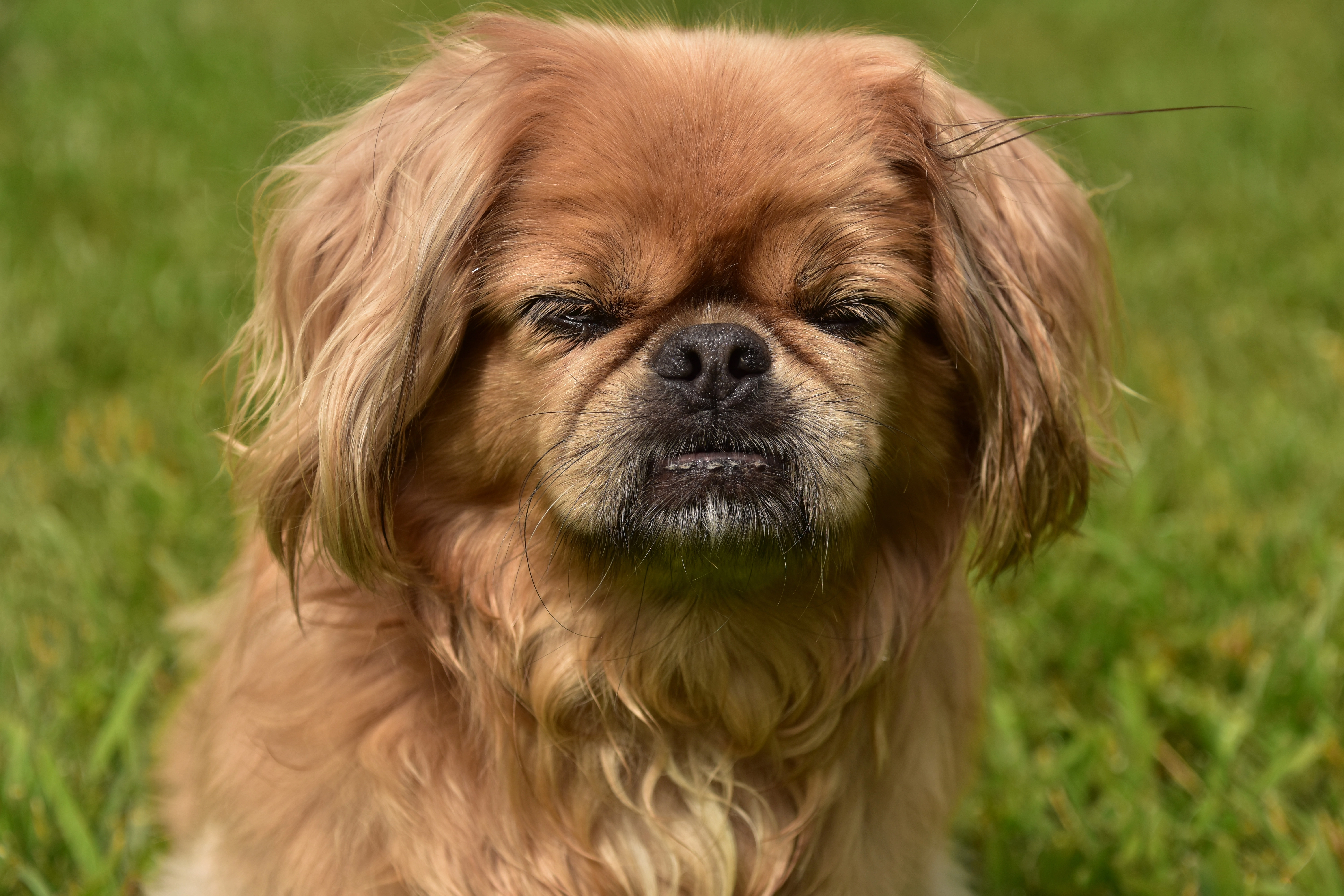 Soft Palate Prolapse Surgery in Dogs