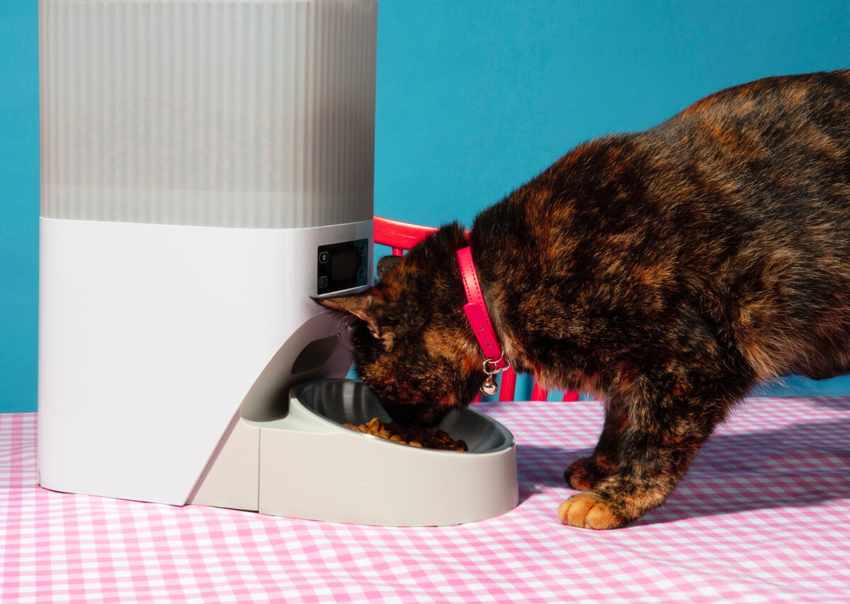Cat eating from smart food bowl