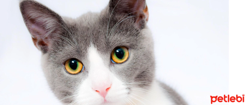 What is the purpose of the Combination Vaccine in Cats?