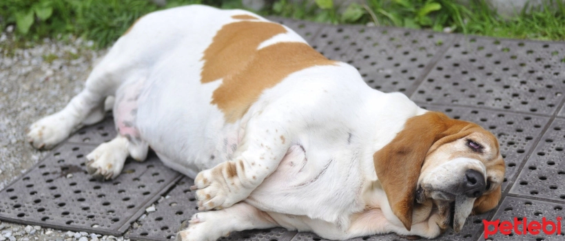 Dog Breeds Most Prone to Obesity