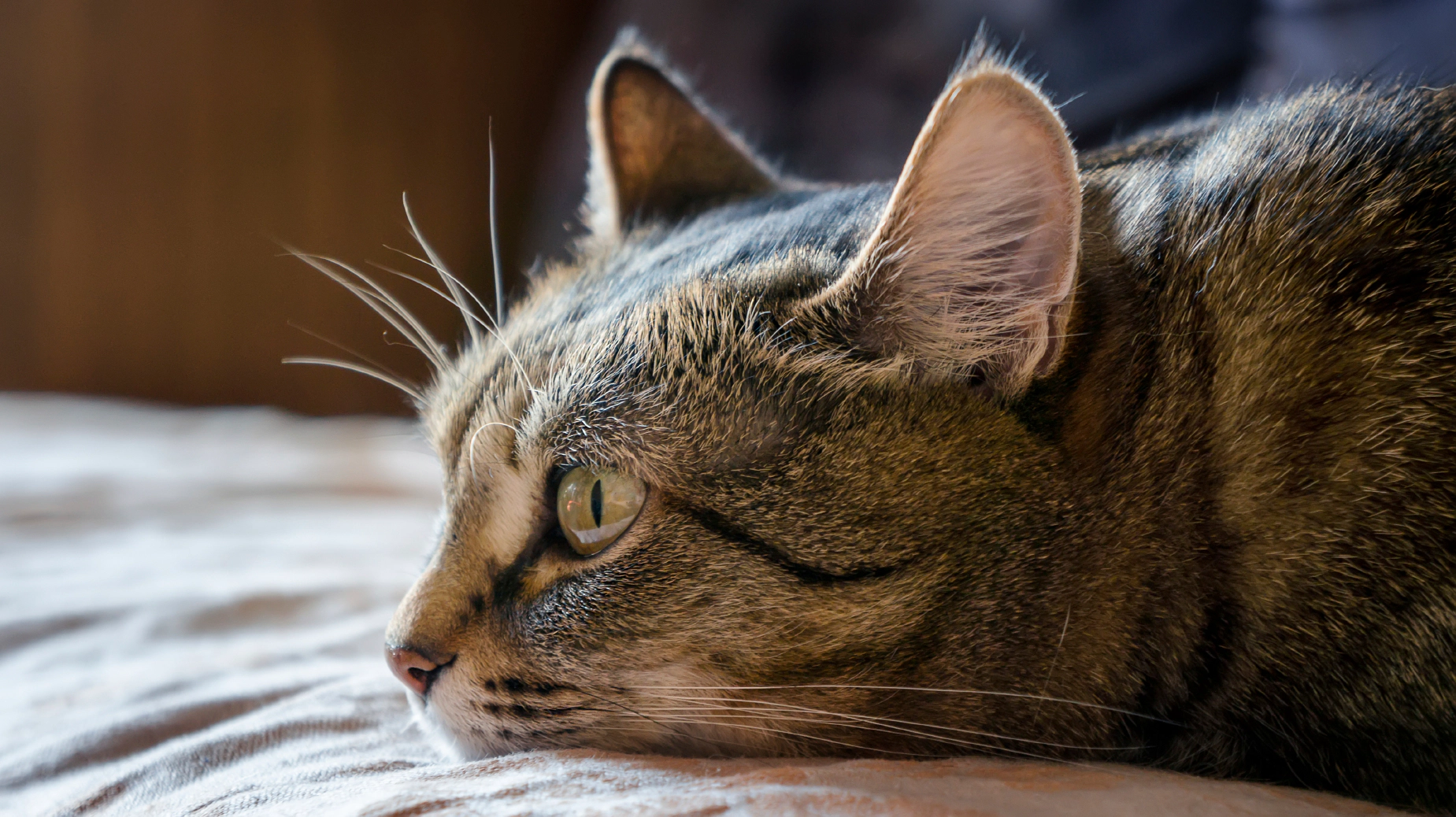 Cat lying on its stomach