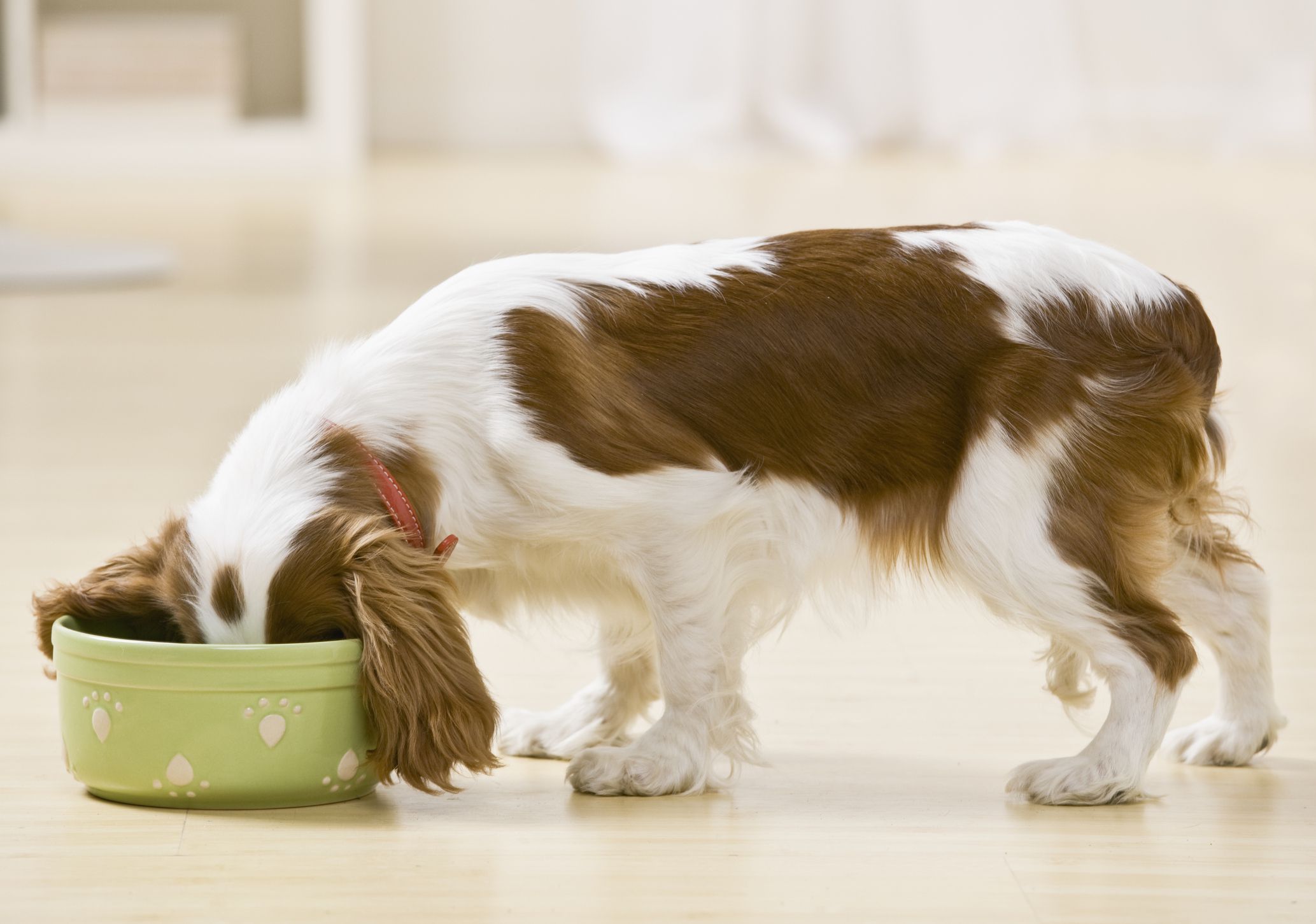 Long-haired dog eating a new food