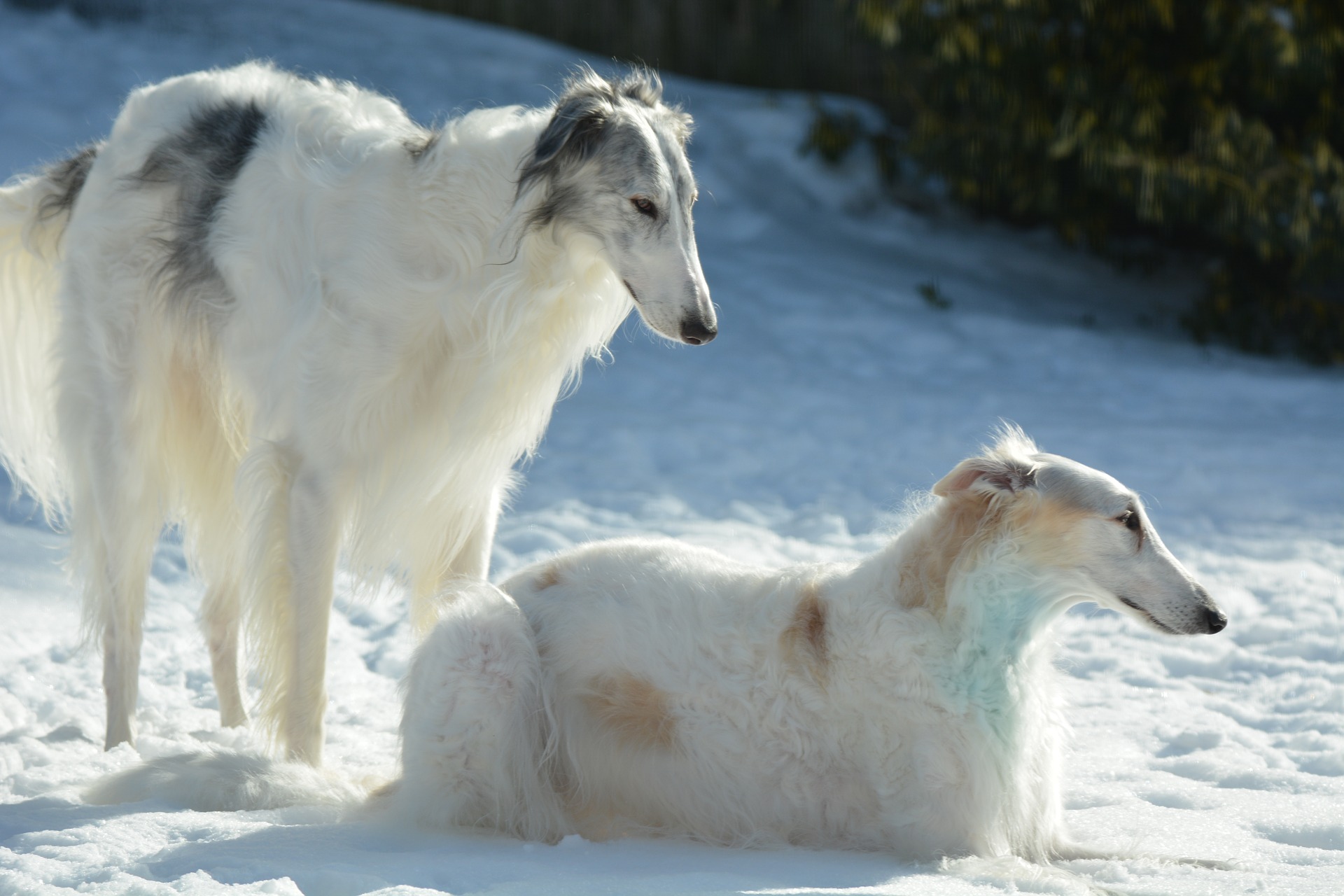Borzoi breed