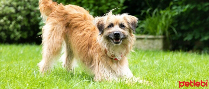 Most Playful Dog Breeds