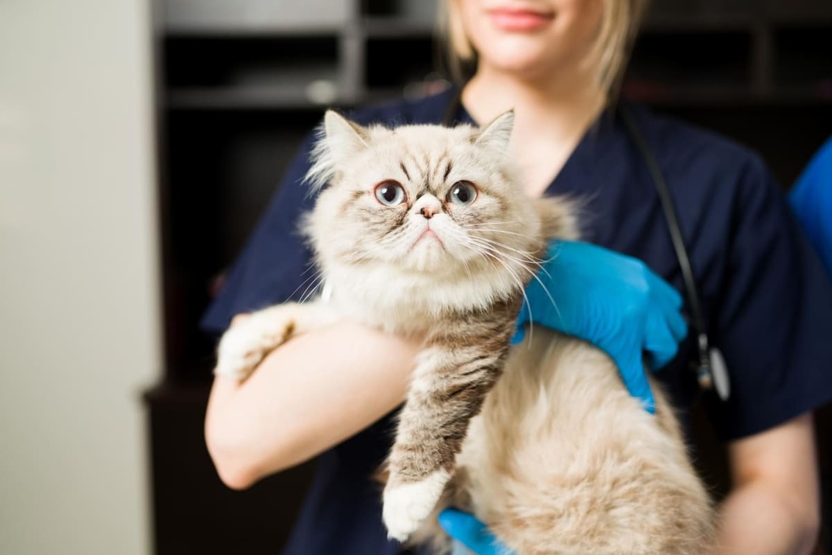 A cat sitting on a veterinarian's lap