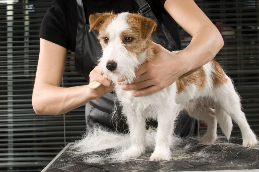 Black man shaving a dog