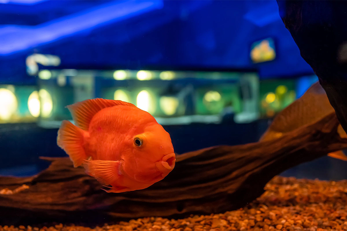 Goldfish in the aquarium