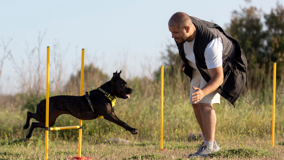 7 Mistakes Made in Dog Training and Correct Approaches