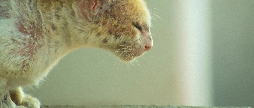 Fungal Infections in Cats: Causes, Symptoms, and Treatment