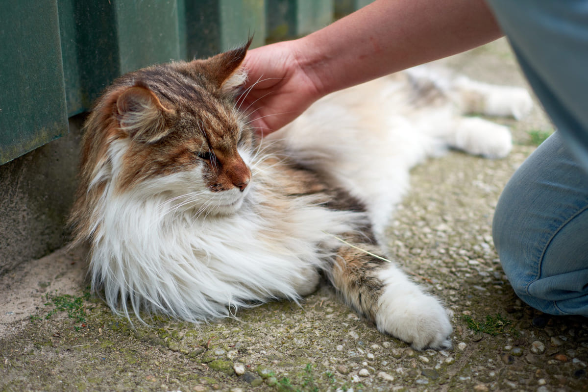 long-haired cat lying on the floor being petted