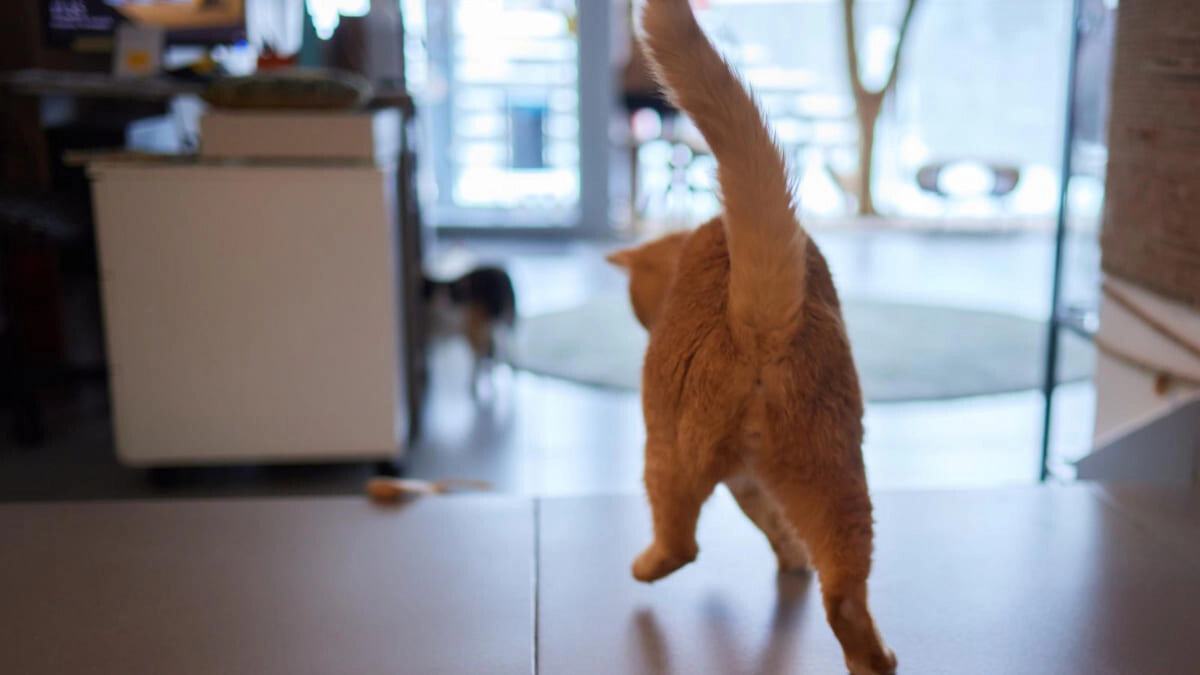 Why do cats run around the house like crazy?
