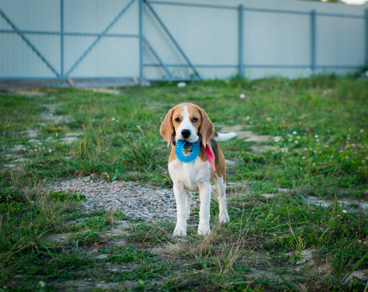 Beagle holding a toy in its mouth