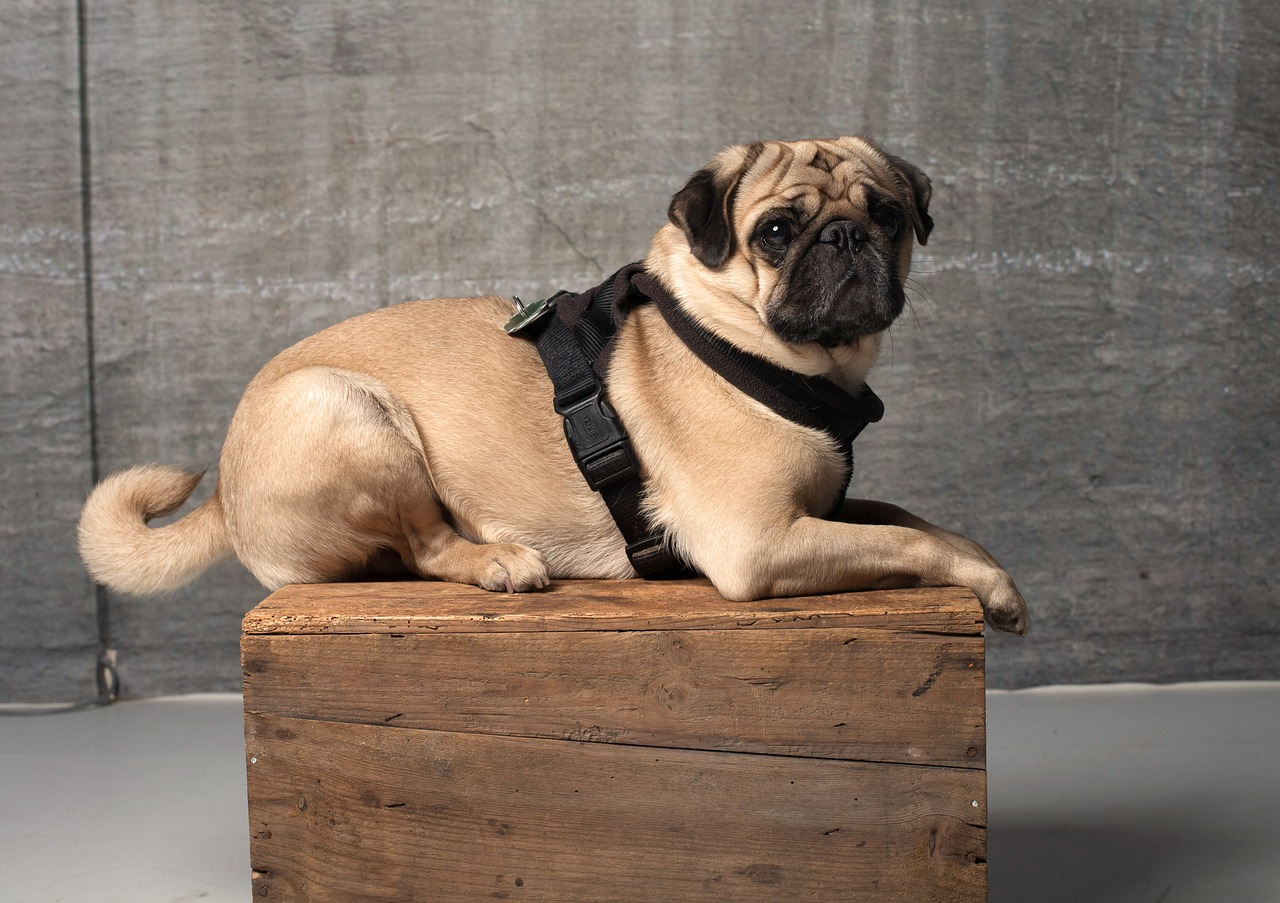 Brown Pug dog with chest harness sitting on a crate