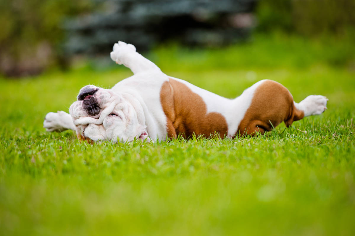 English Bulldog rolling in the grass