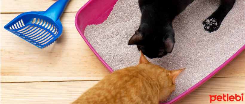 Why Do Cats Eat Litter?