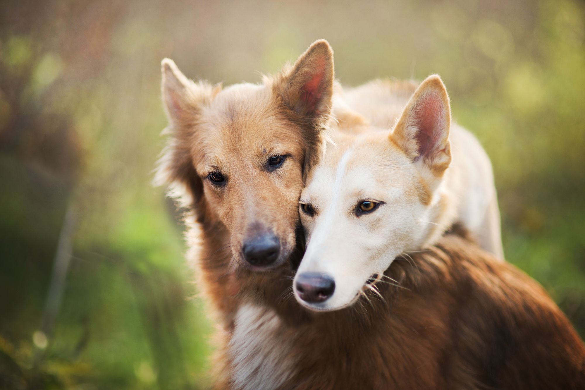 Two adult dogs that have become friends