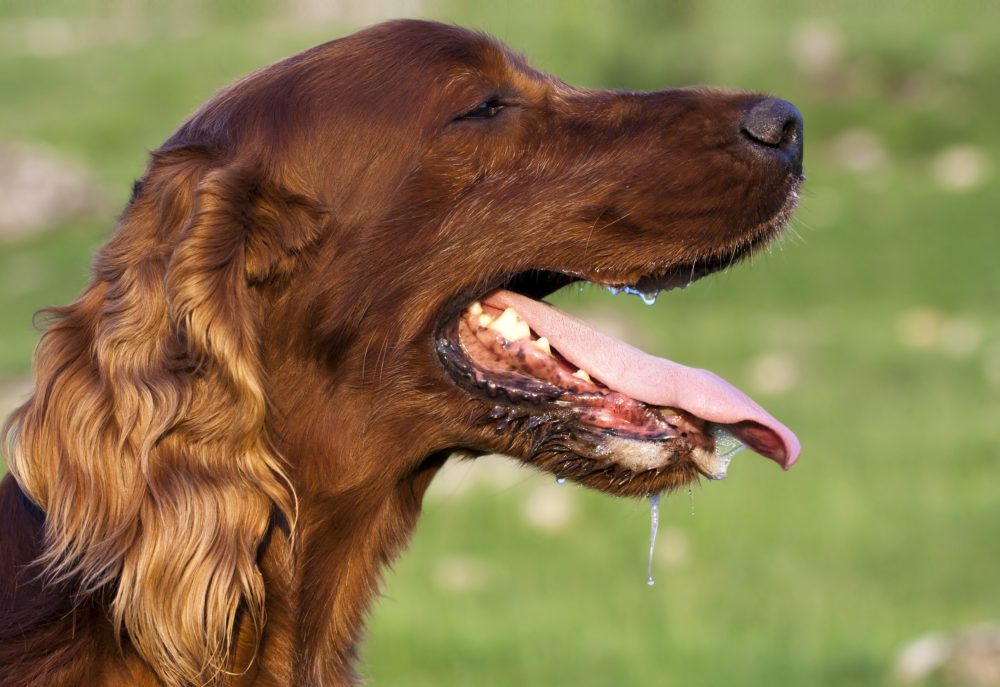 Brown dog drooling