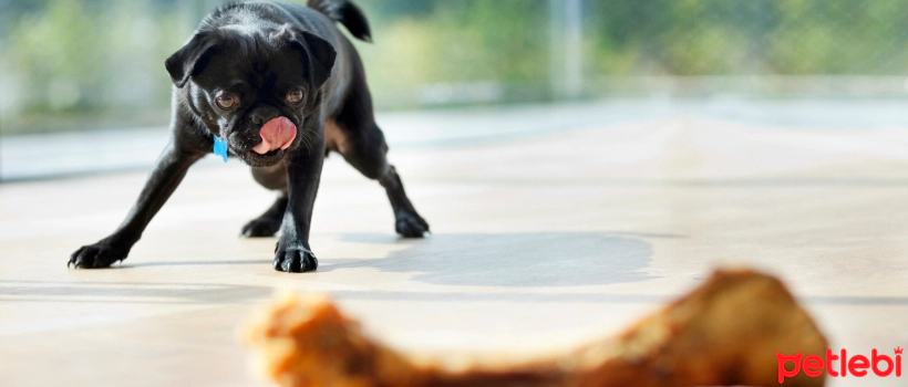 Can Dogs Eat Cooked Bones?