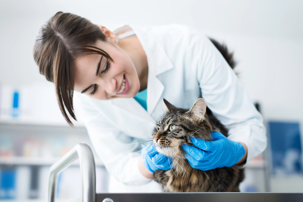Cat examined by a veterinarian