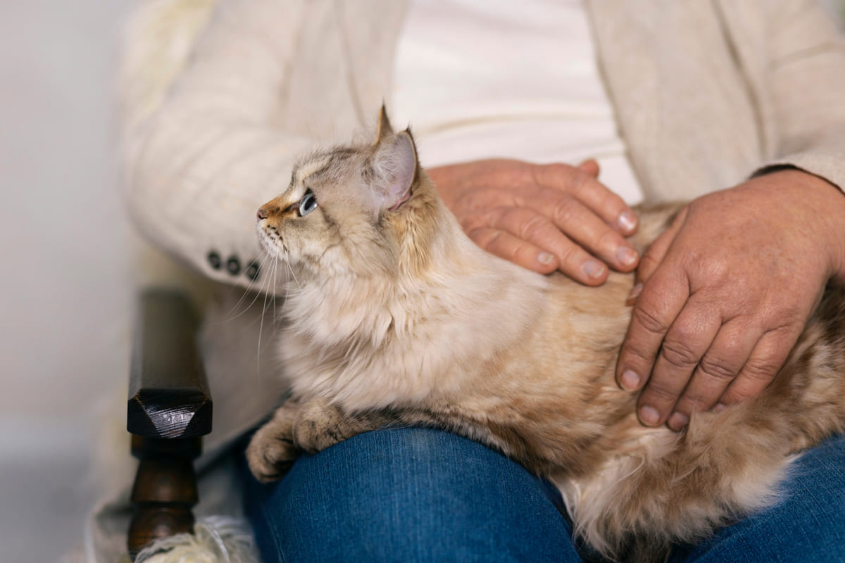 Long-haired cat sitting on its owner's lap