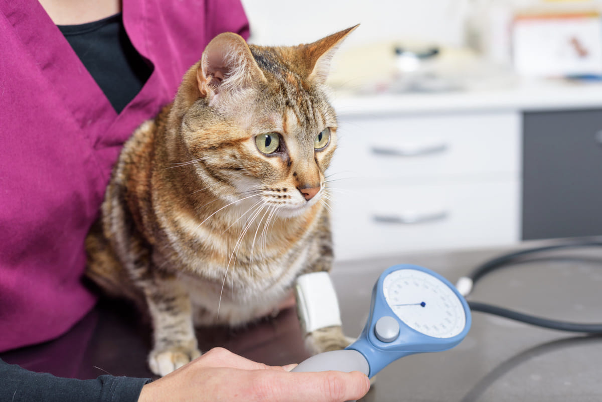 blood pressure Measured cat