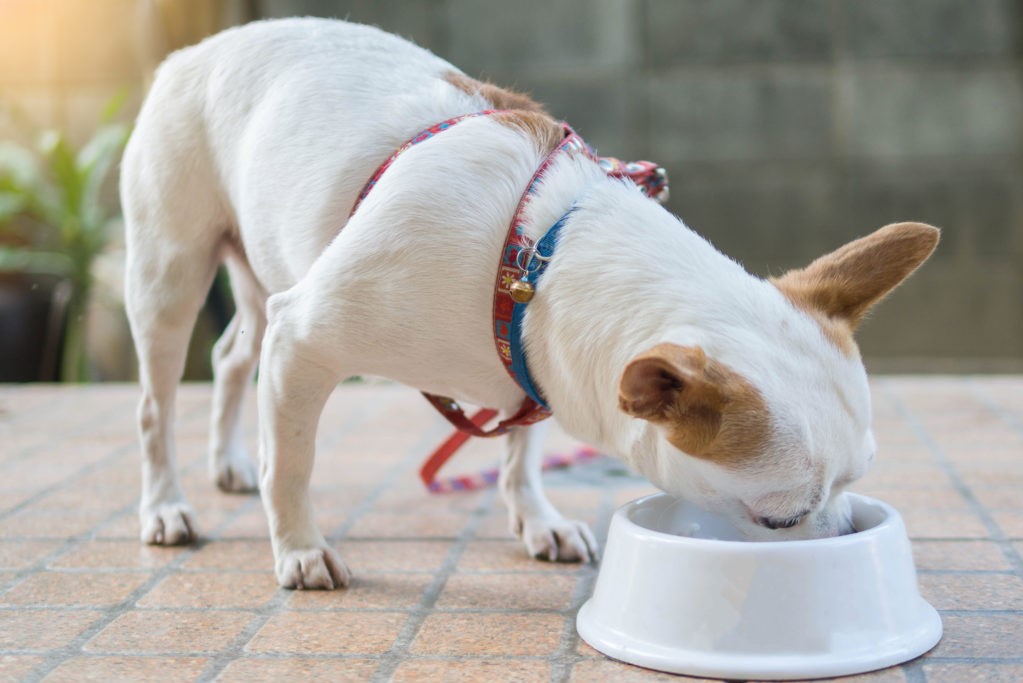 Chihuahua eating food