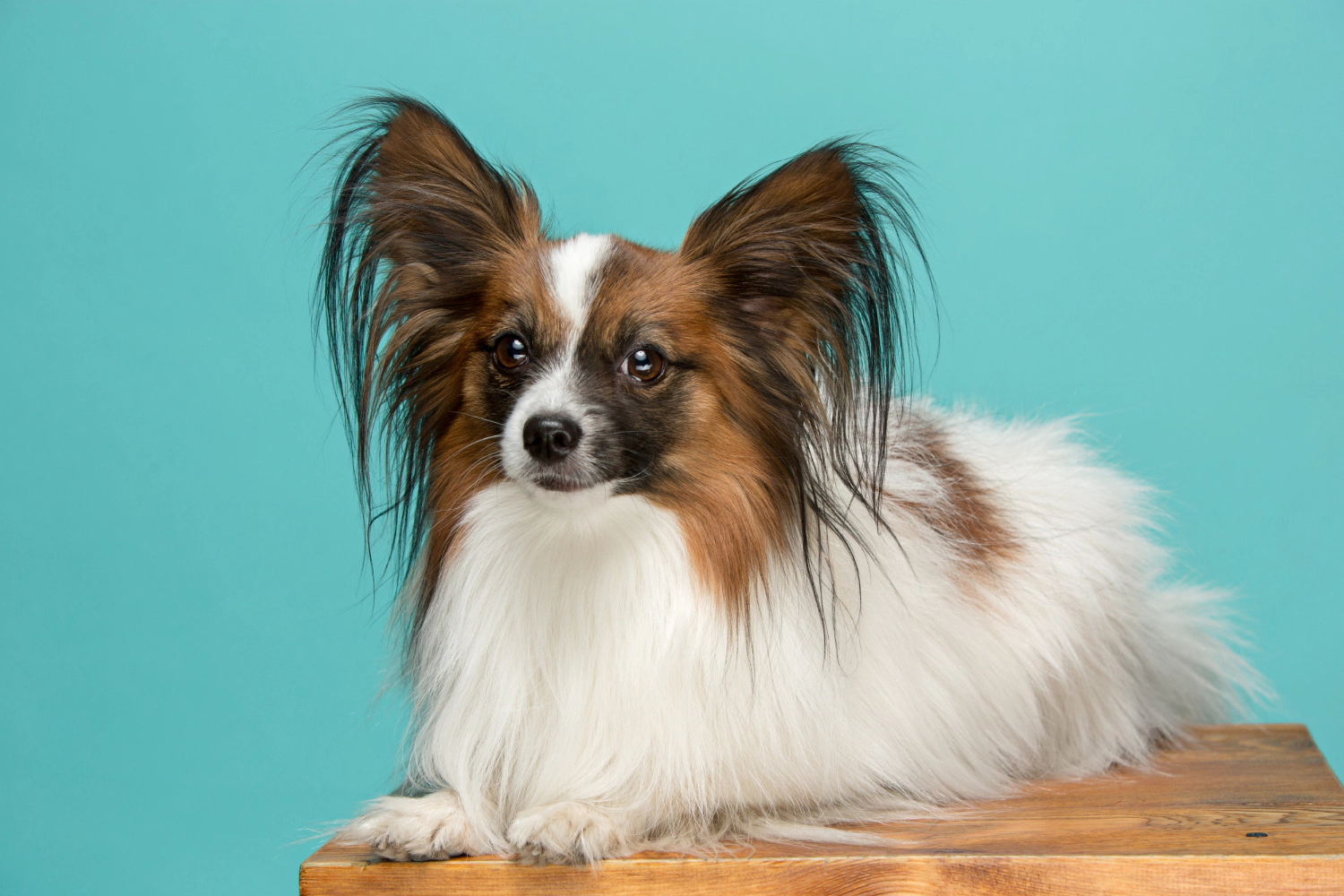 Papillon breed dog
