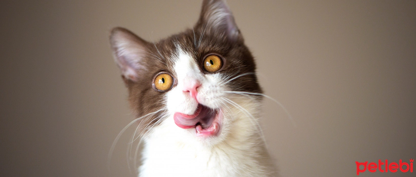 7 Striking and Interesting Facts About Cats' Tongues
