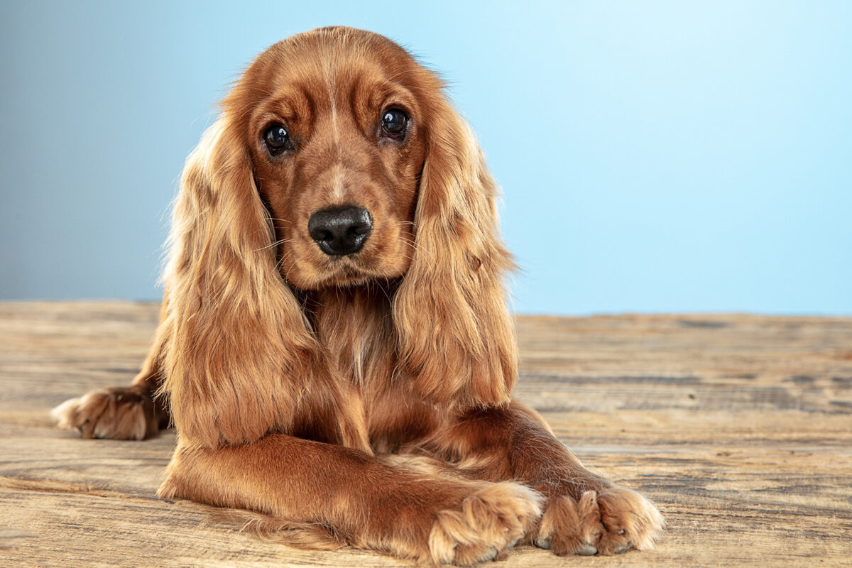 English Cooker Spaniel