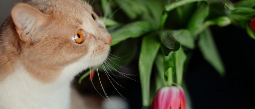 Causes of Bad Odor in Cats, What to Do to Make Your Cat Smell Good?