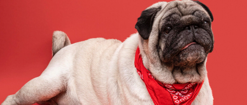 Pug Dog Characteristics, Care and Feeding