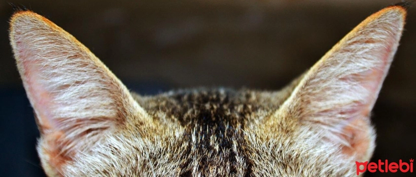 Inner Ear Infection in Cats