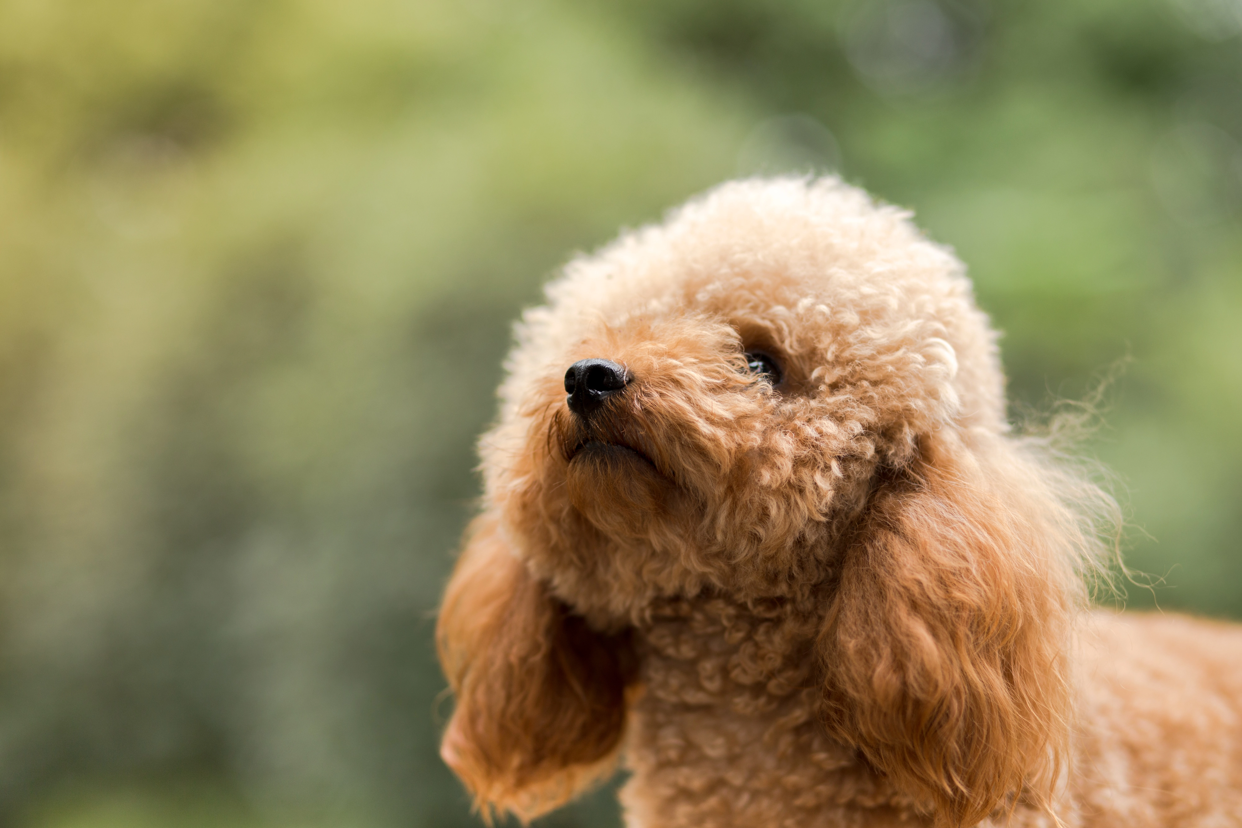 toy poodle