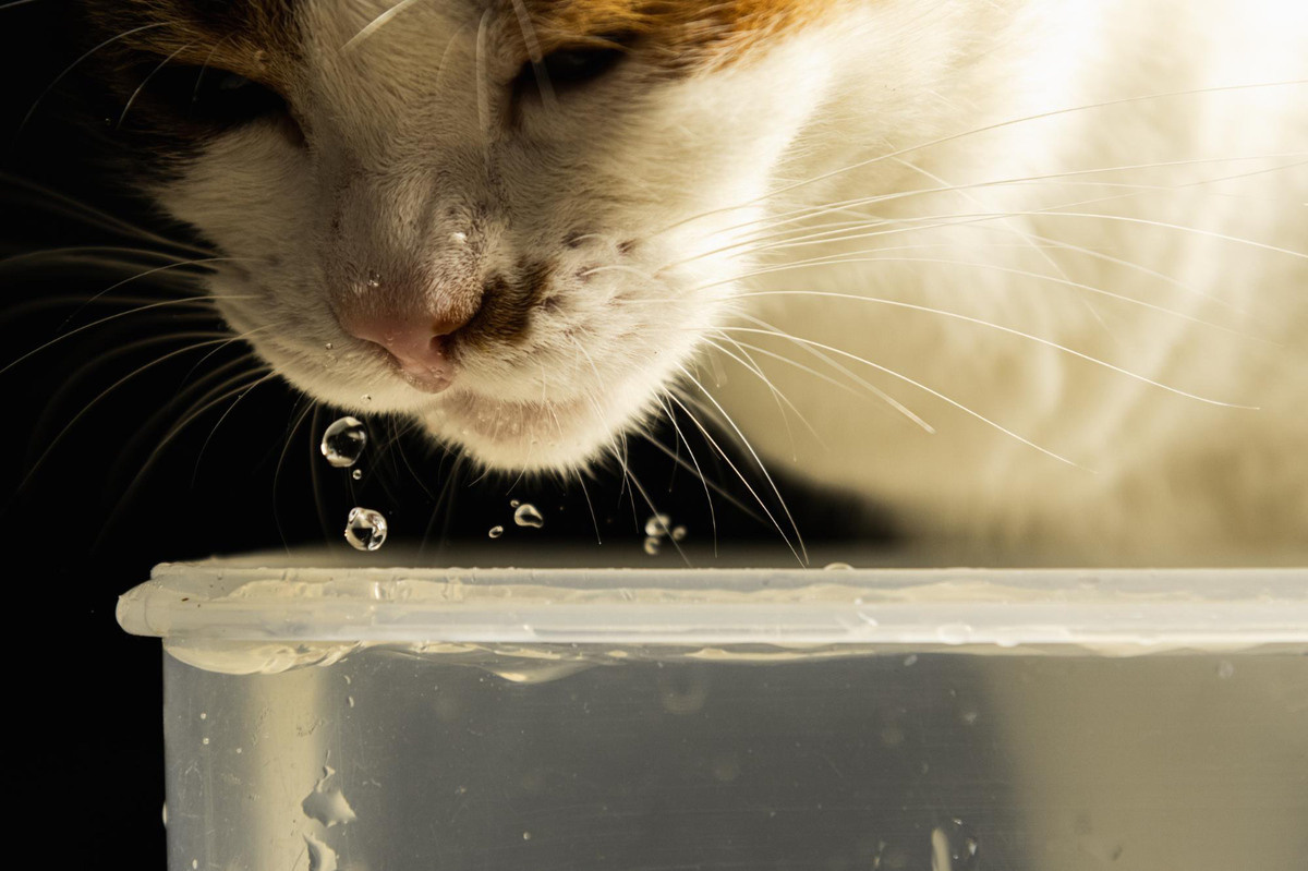 Cat drinking water
