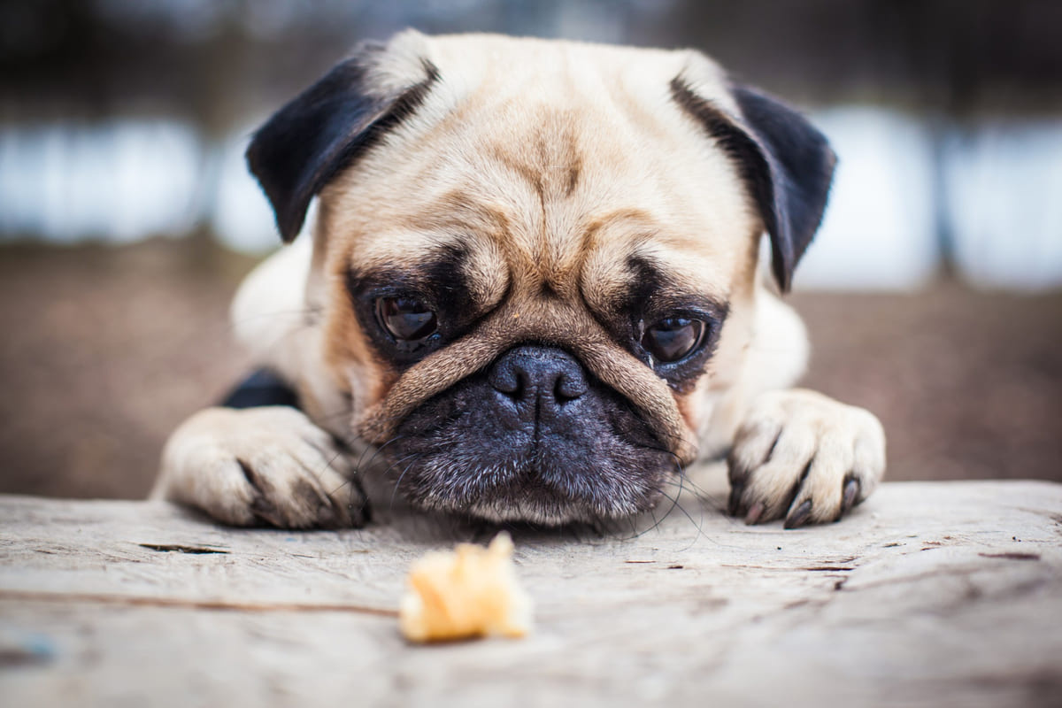 Dog looking at a treat