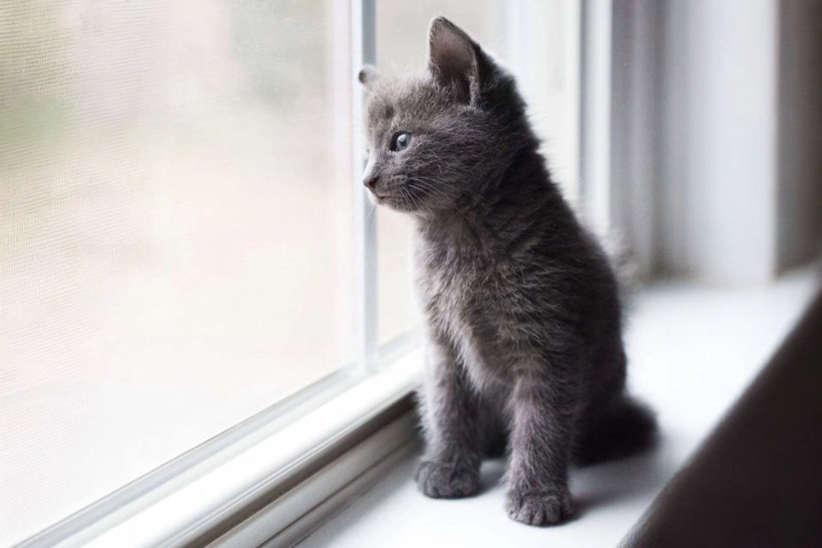 Gray kitten sitting by the window and watching outside