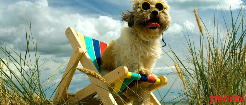 The Pros and Cons of Traveling on Vacation with a Pet