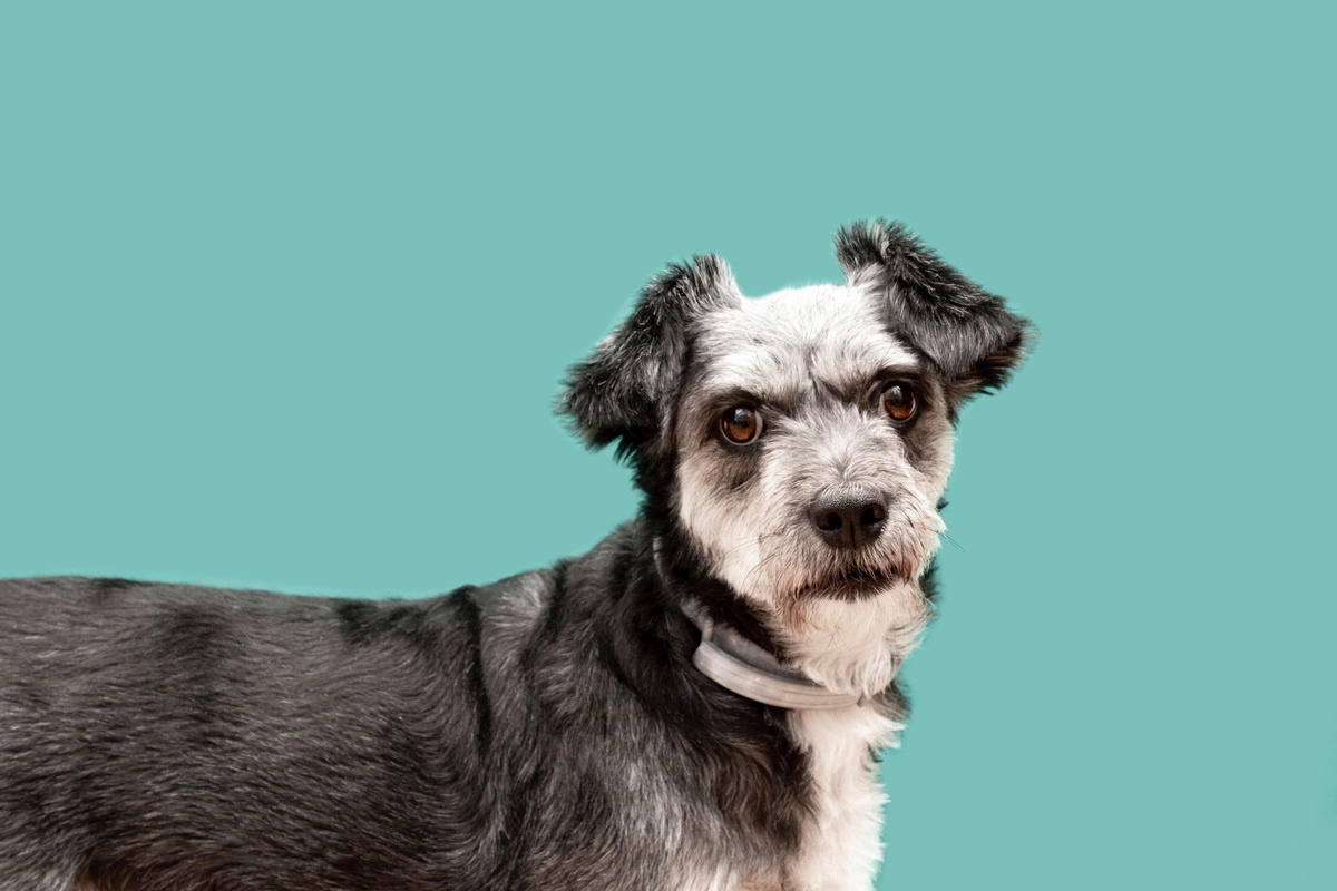 old dog with long, curled ears and black and white fur