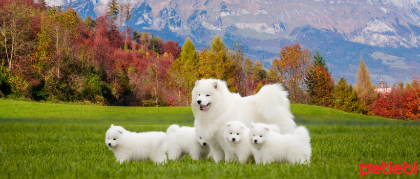 When Do Dogs Mate? How Do They Mate? Things to Consider