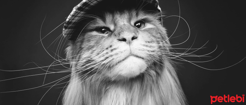 Tips for Caring for Long-Haired Cats