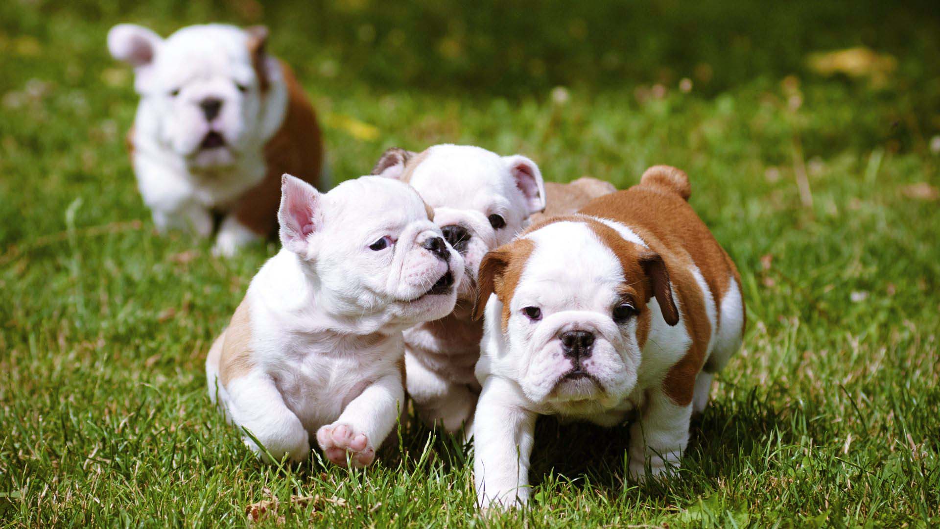 English Bulldog puppies in the open field