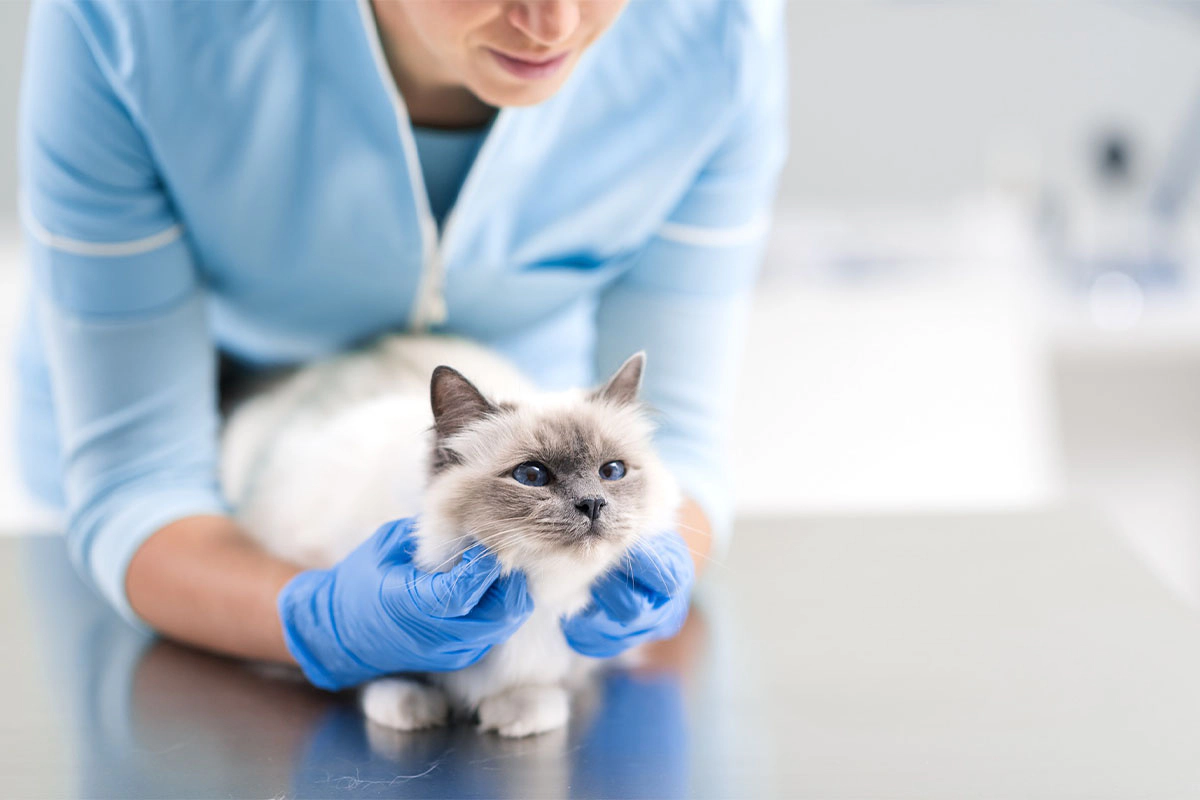 Cat standing on a table in a veterinary clinic