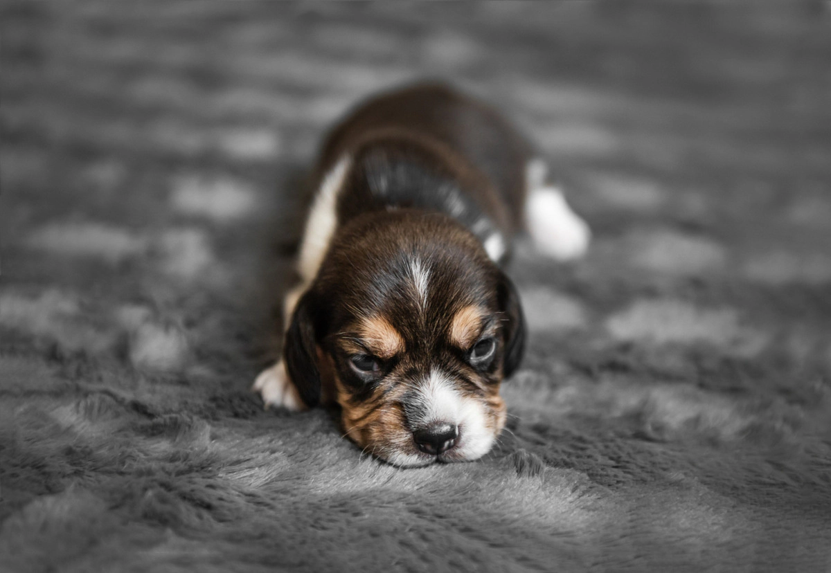 Puppy lying on a grey blanket