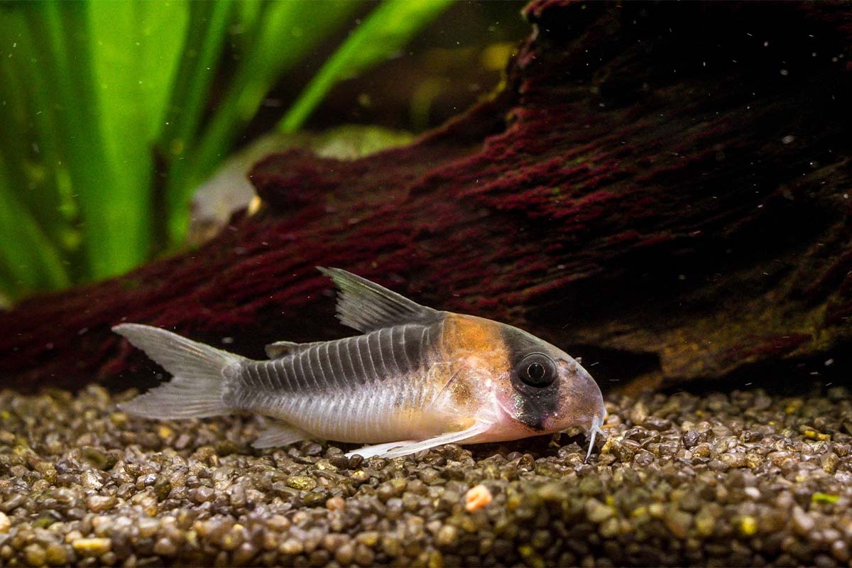 Corterella fish standing on the aquarium bottom